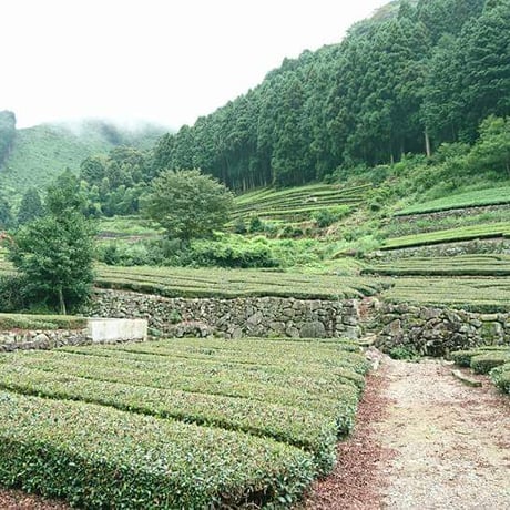 美味しいお茶が飲みたい！静岡本山茶100ｇ】【送料無料スマートレター】　【プレゼント】【贈答向け】【お遣い物に!】