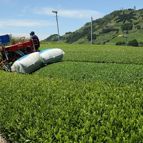 世界農業遺産　深蒸し掛川茶100g【送料無料スマートレター】【おうちでの贅沢時間に】【贈答にもおすすめ】