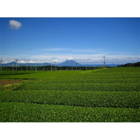 【メール便】【送料無料】【季節商品】2026年度産　鹿児島新茶70ｇ　[鹿児島県南九州産知覧・頴娃]