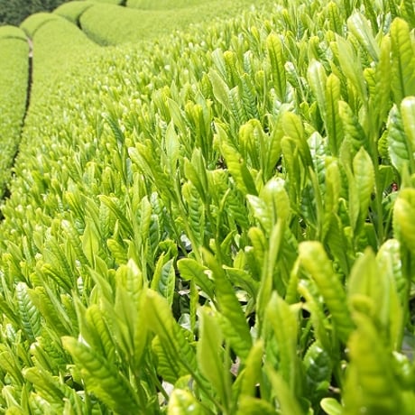 【低カフェイン】緑の番茶ティーバッグ50袋✖２個セット【レターパック】【送料無料】【ギフト不可商品】