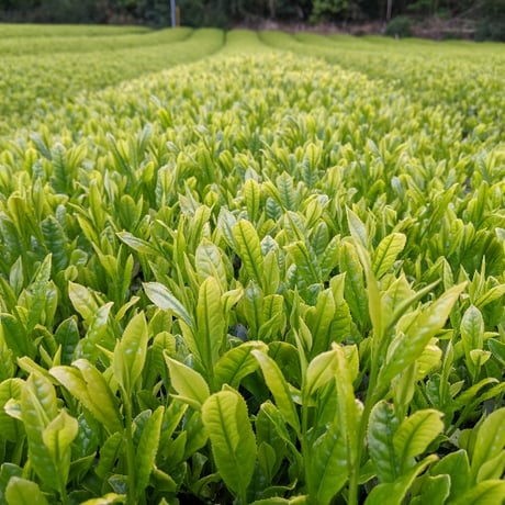 【送料無料スマートレター】【ギフト対応可】荻原名人の深蒸し茶100ｇ