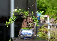 No.18 白長寿梅