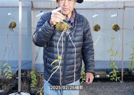 【マダムロイヤル苔玉】25-2-5