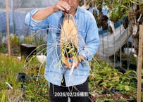25-08-03　アフィルムサーフウッド