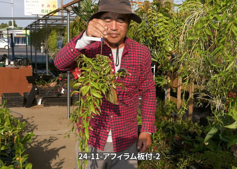 24-11-アフィラム板付-2