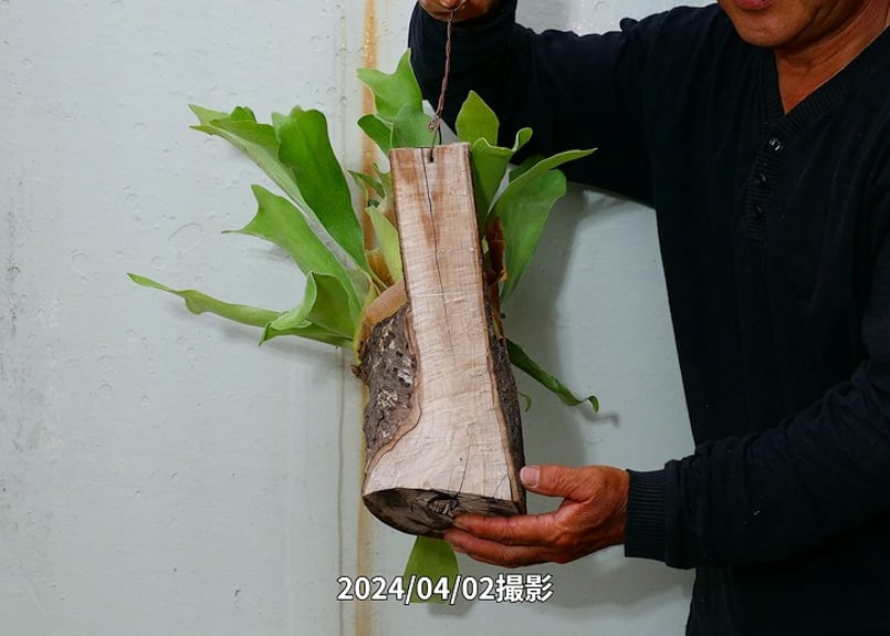 のり 2点 ビカクシダ P. willinckii 'Yellow Moon Dwarf' spore grown