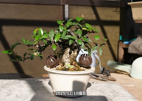 No.E-2　ピラカンサ