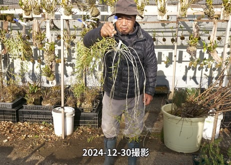 24-12-アフィラム親木-18