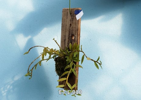 【Den.ロディゲシー板付け】ET-L-010