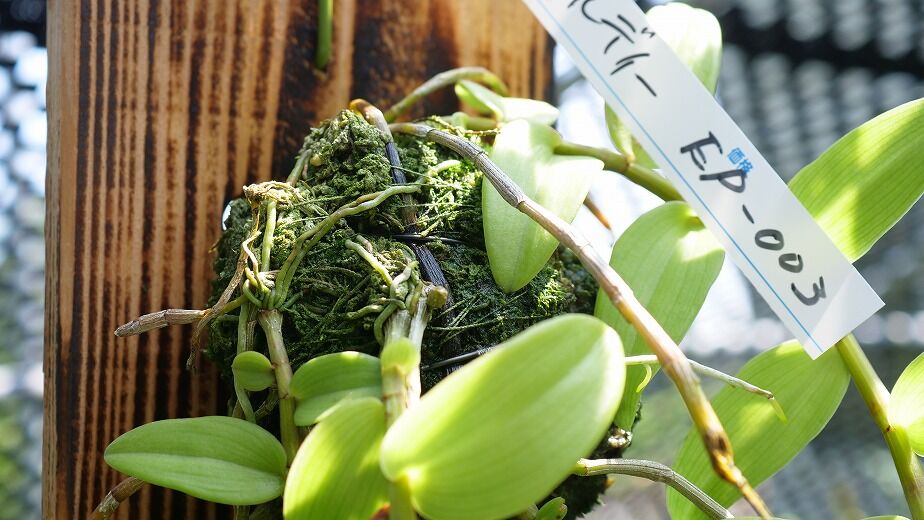 デンドロビウムピエラルディ板付け】EP-003 | くるから村