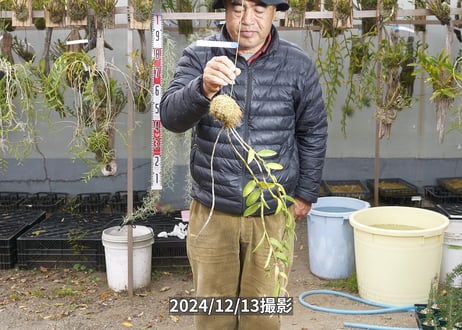 24-12-マダムロイヤル-12