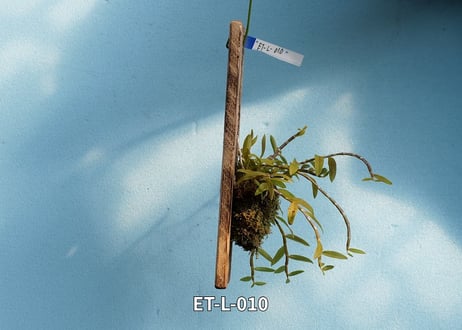 【Den.ロディゲシー板付け】ET-L-010