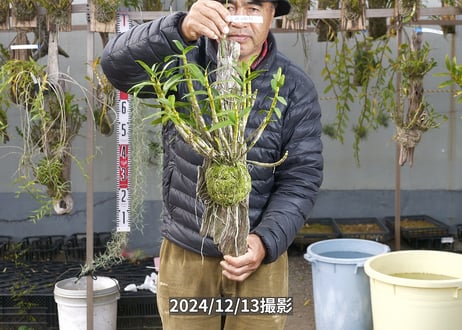 24-12-GD-流木-1