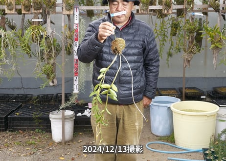 24-12-マダムロイヤル-12