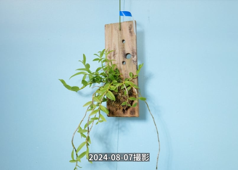 Den.ロディゲシー板付け】ET-L-011 | くるから村