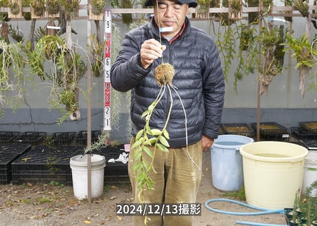 24-12-マダムロイヤル-12