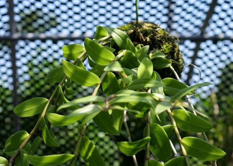 デンドロビウム ピエラルディ苔玉】KP-001 | くるから村