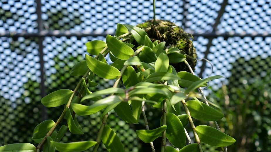 苔玉・苔 endo b15fbb2c091e4b9ff9144697825d1d