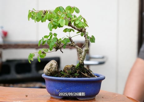No.A-2　五葉アケビ