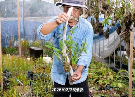 12-26-04-R-02　ガーデンデンドロビウム　流木付け