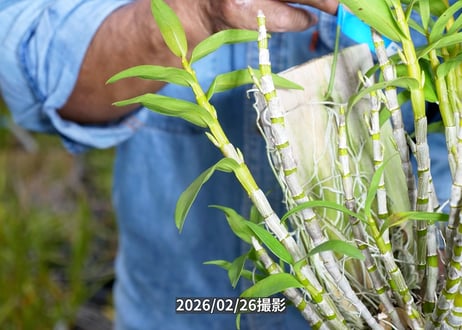 028　ガーデンデンドロ板付け