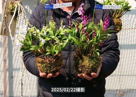 キンギアナム苔玉紅白セット【25-02-4A/B】