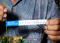 25-06-0　エンジェルベイビーグリーンアイ板付け