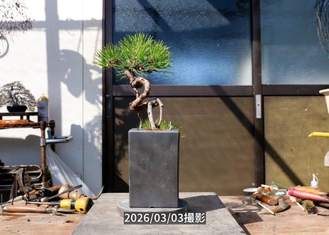 No.K-001　三河黒松
