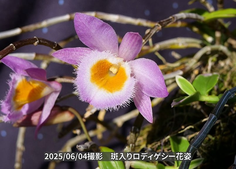 25-6-斑入りロディゲシー板付け 0番 | くるから村