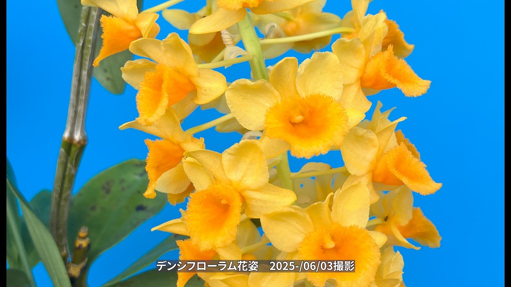 25-10-01 デンシフローラムスリット鉢 | くるから村
