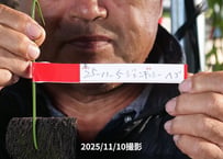 25-11-05　ジェンキンシーヘゴ付け