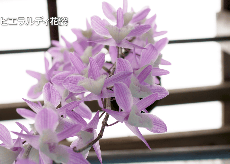 デンドロビウム デンドロビウム流木付き ピエラルディ流木付け】RB-P-003 くるから村 | ビカクシダ