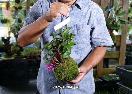 25-10-05　ヒピキ苔玉