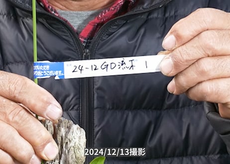 24-12-GD-流木-1