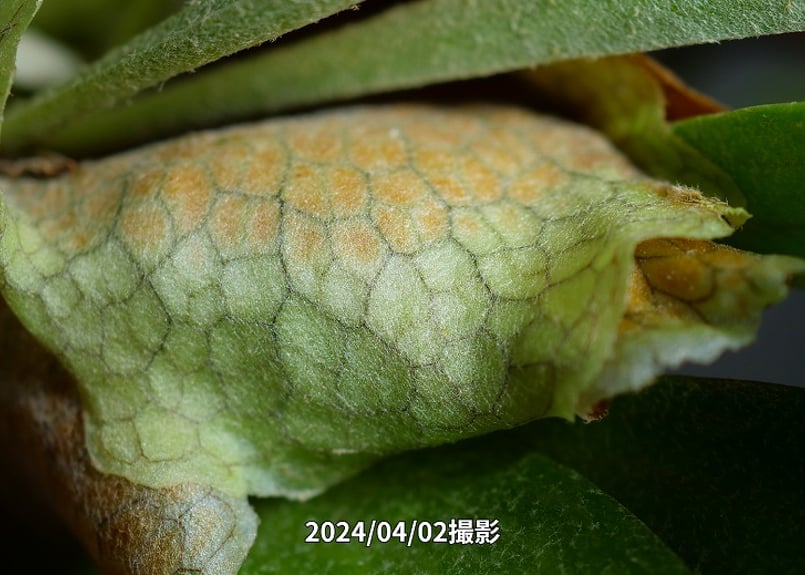 ビカクシダ桜付け(大)】ビカクｰ桜-001 | くるから村