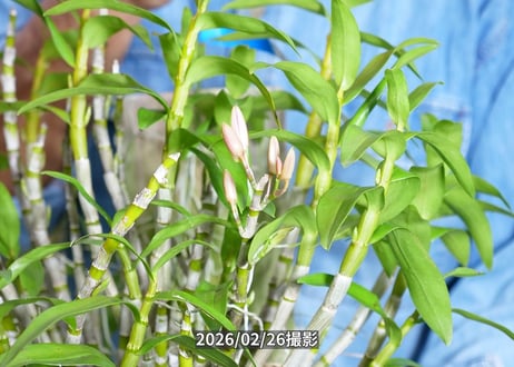 028　ガーデンデンドロ板付け