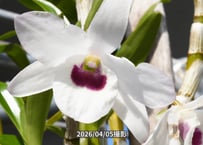 12-26-04-R-03　ガーデンデンドロビウム　流木付け