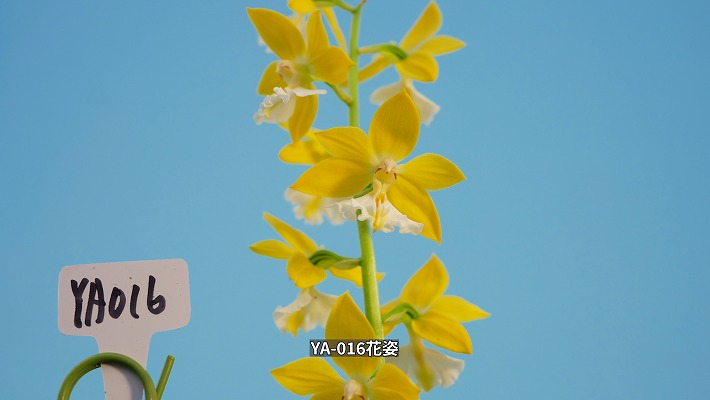 えびね蘭3株セット】005 | くるから村