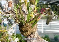 12-26-04-R-04　ガーデンデンドロビウム　流木付け