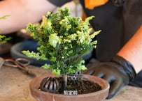 【初雪石化桧】