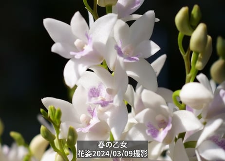 キンギアナム苔玉【25-01-7】