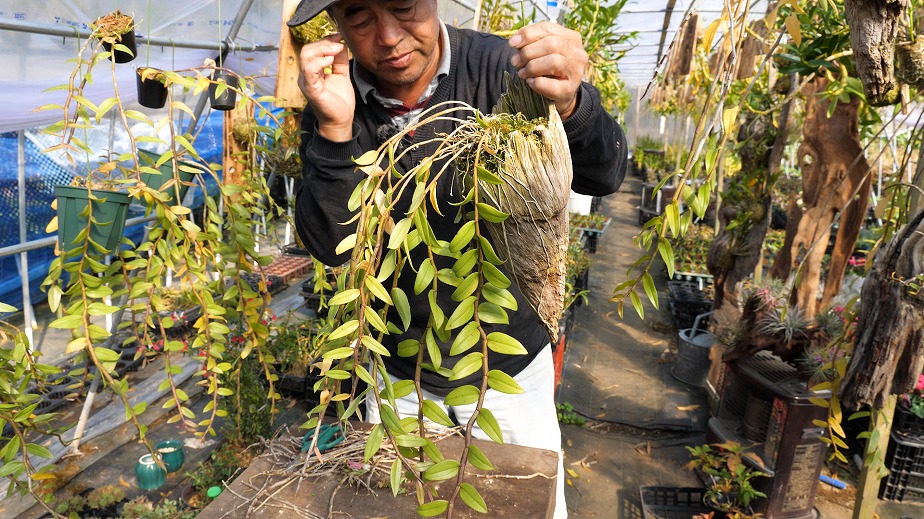 デンドロビウム ピエラルディ流木付け】RB-P-003 | くるから村