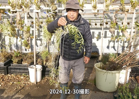 24-12-アフィラム親木-18