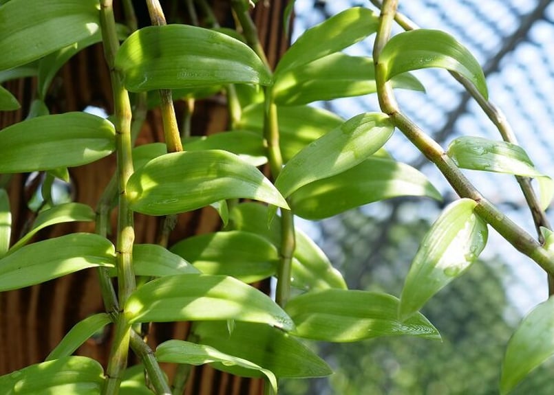 デンドロビウムピエラルディ板付け】EP-003 | くるから村