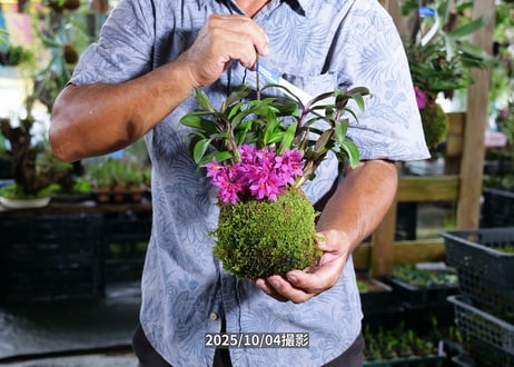 25-10-05　ヒピキ苔玉