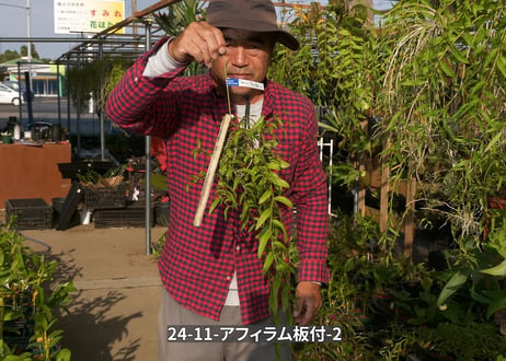 24-11-アフィラム板付-2