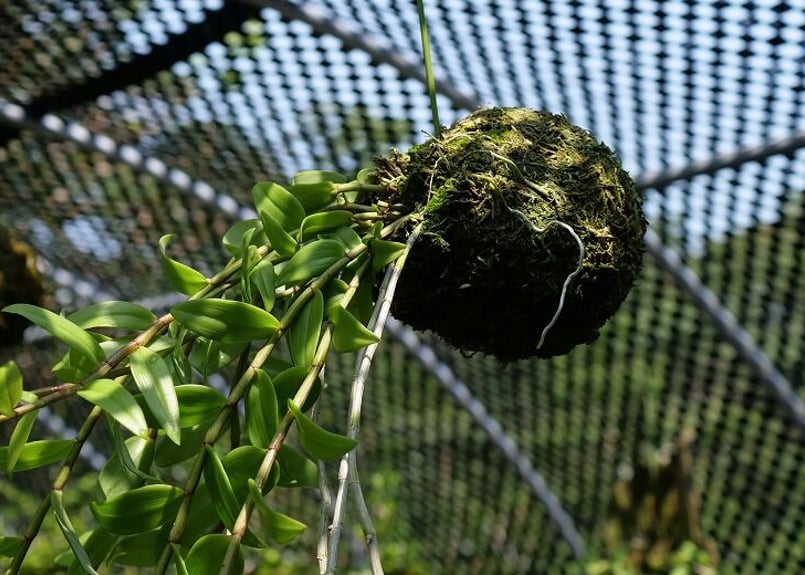 デンドロビウム ピエラルディ苔玉】KP-001 | くるから村