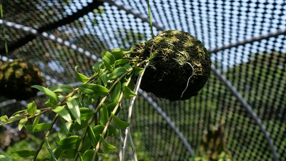 苔玉・苔 endo 苔玉・苔 endo 苔玉・苔 endo キンズの苔玉 受け皿付き