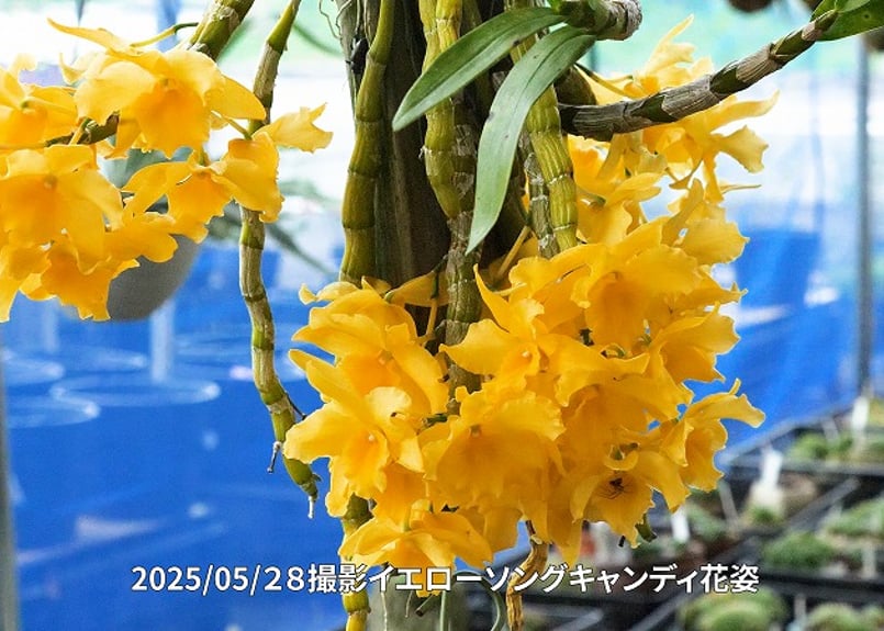 25-06-0 イエローソングキャンディ・ラッキー(小) | くるから村