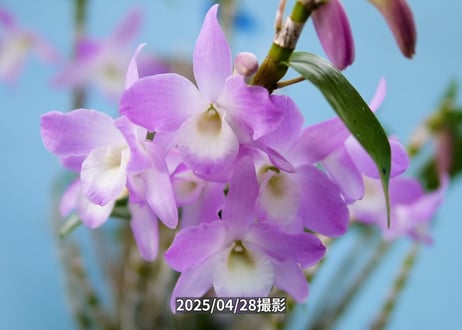 028　ガーデンデンドロ板付け